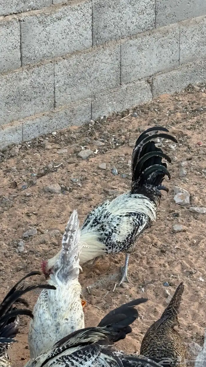 دجاج للبيع 4
