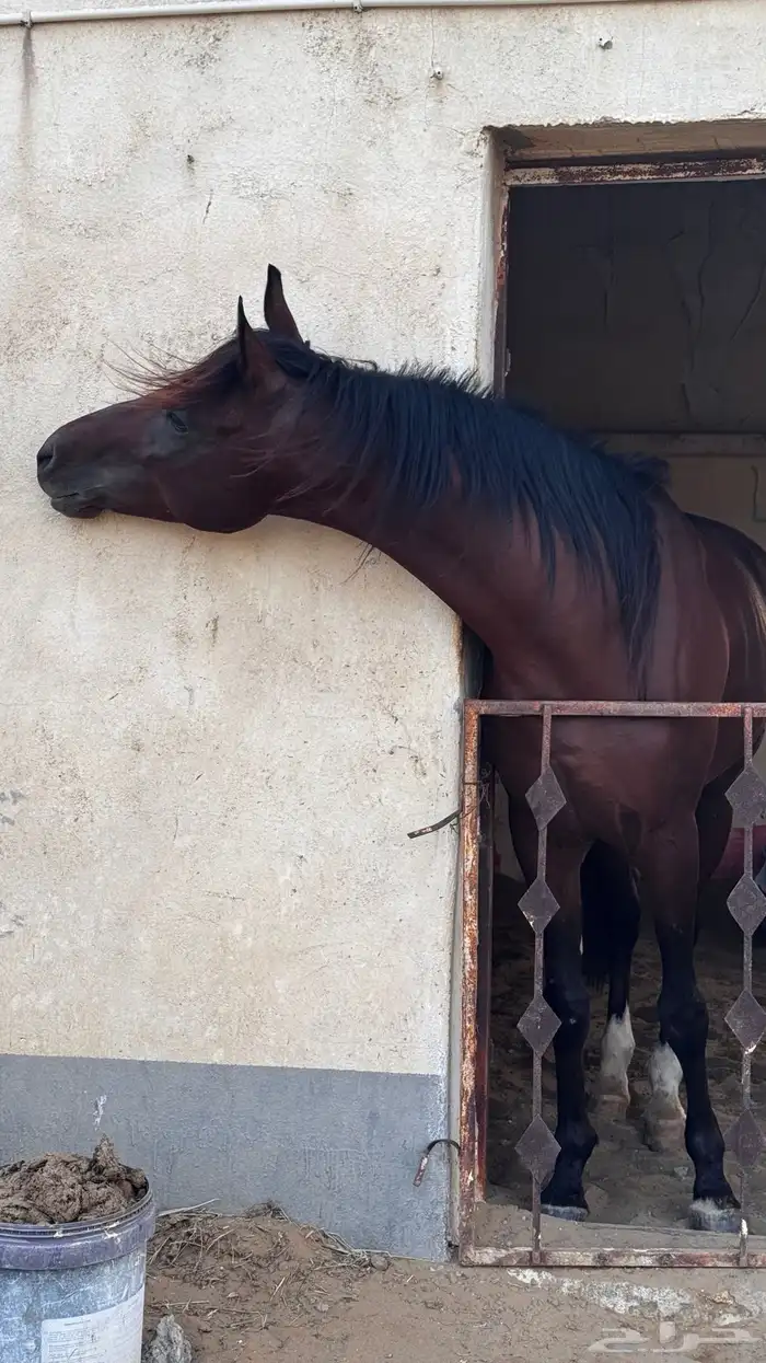 حصان شعبي حار جدا 2