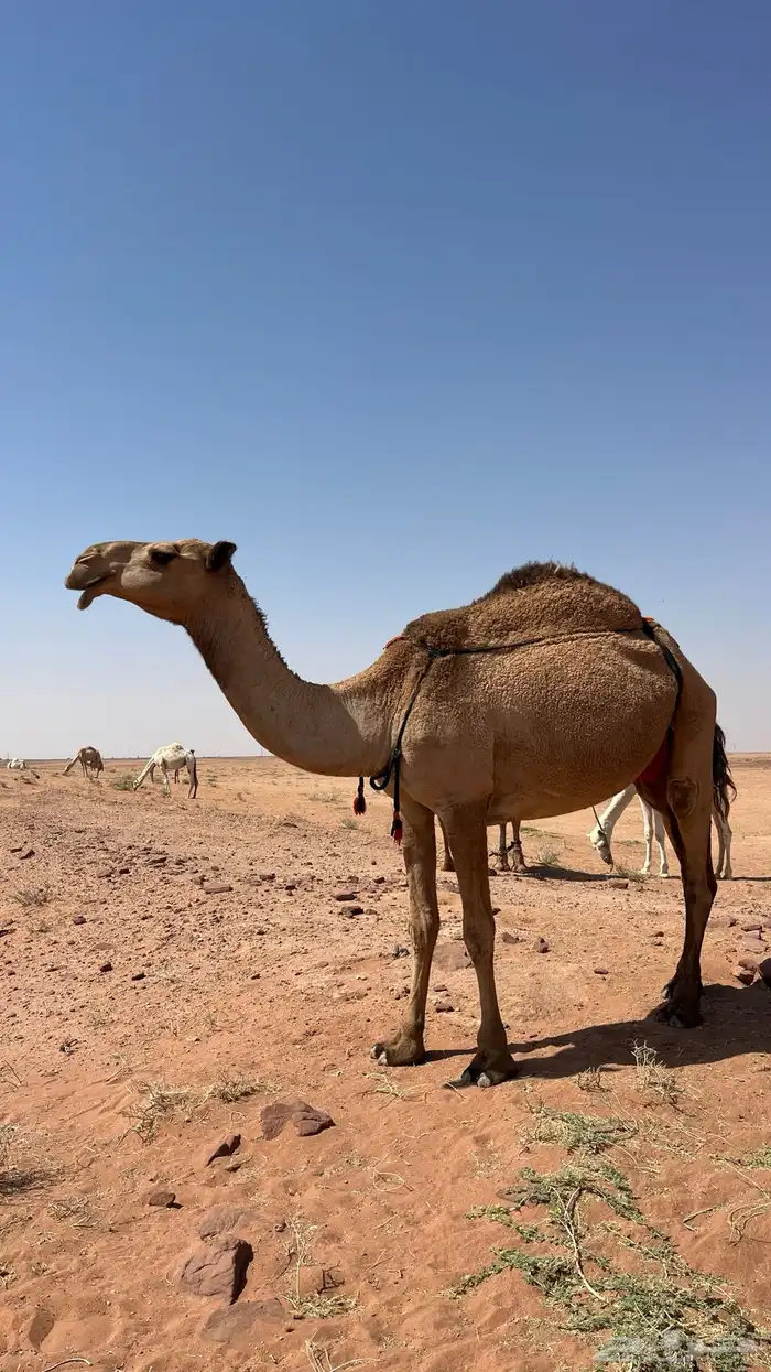 ناقة ضروبة عشراء 0