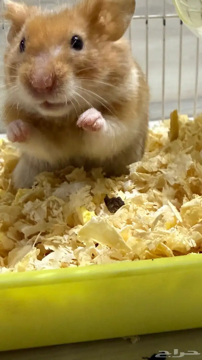 هامستر ذكر بعمر شهرين ونص 0