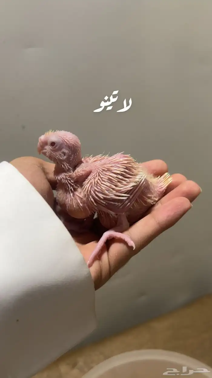 فروخ كروان الوان مميزه وأحجام جامبو ماشاءالله 7