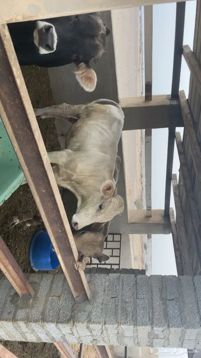 عجول بلدي تربية مزرعة 2