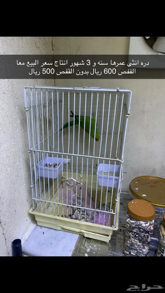 طيور روز و كروان و دره اسعارهم ممتازه 6