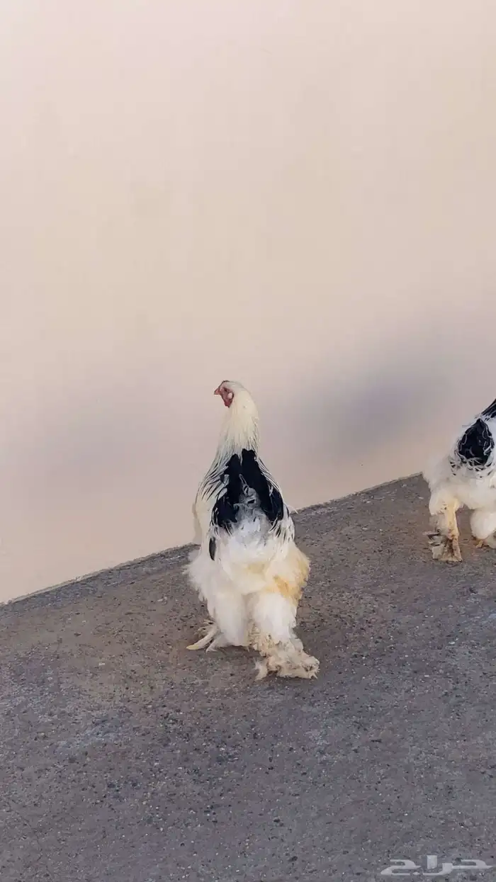 ديك براهما كولمبي للبيع 1