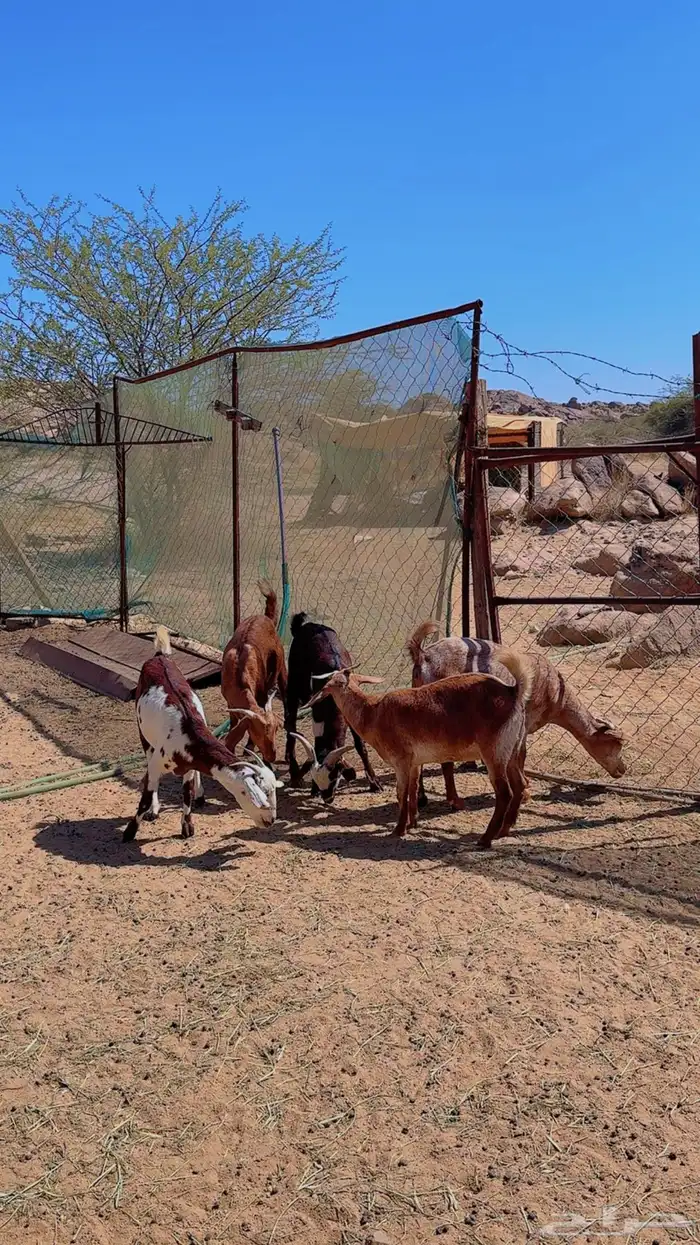 معزاء للبيع 1