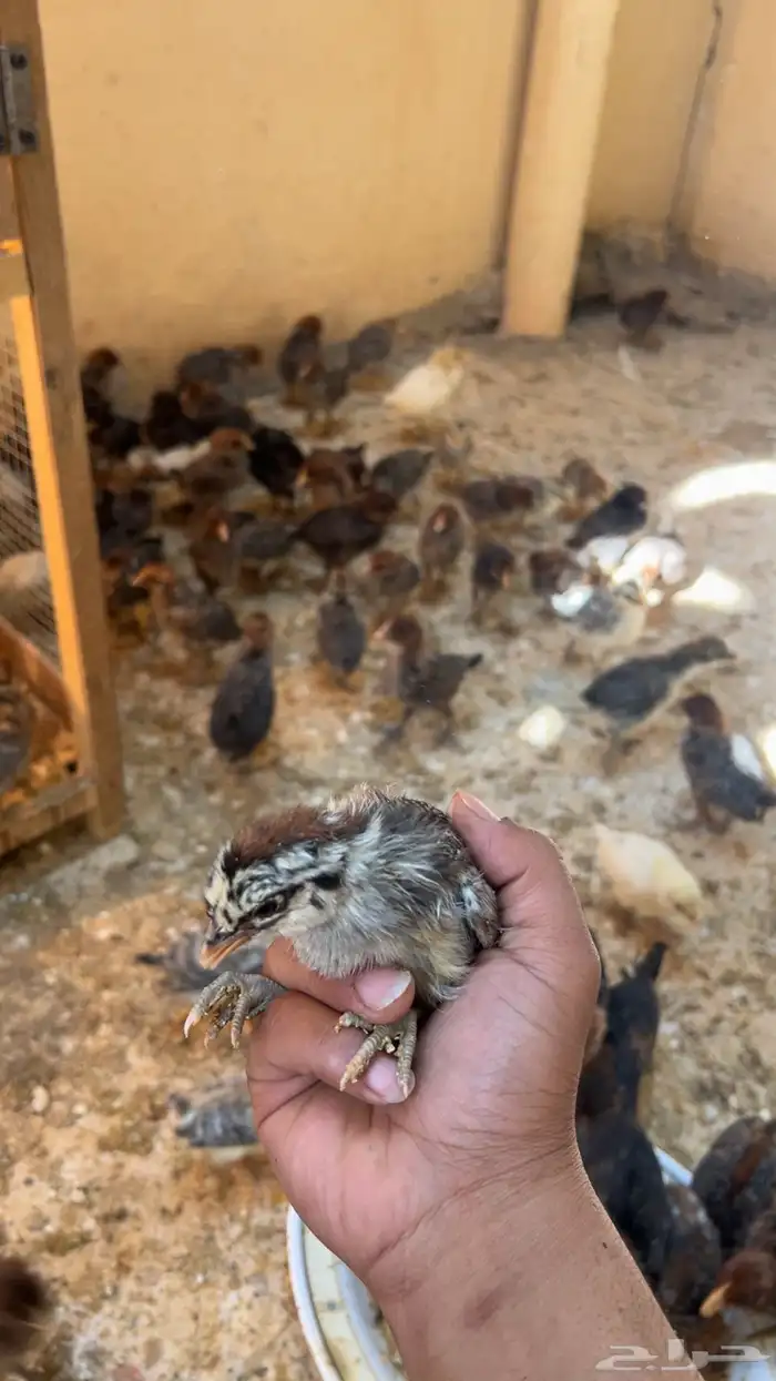 صيصان للبيع مشكل 0