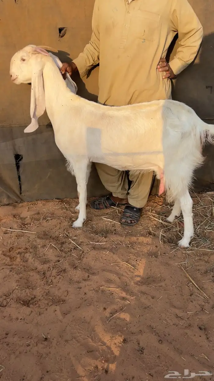 عنز متوم تحتها تيس وعناق 0