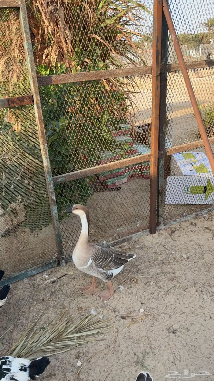 طقم وز عراقي 2