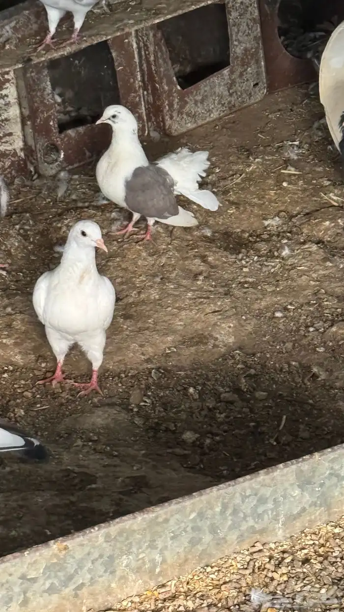 خميس مشيط صناعيه بن هشبل بعد تشليح العاطفي 5