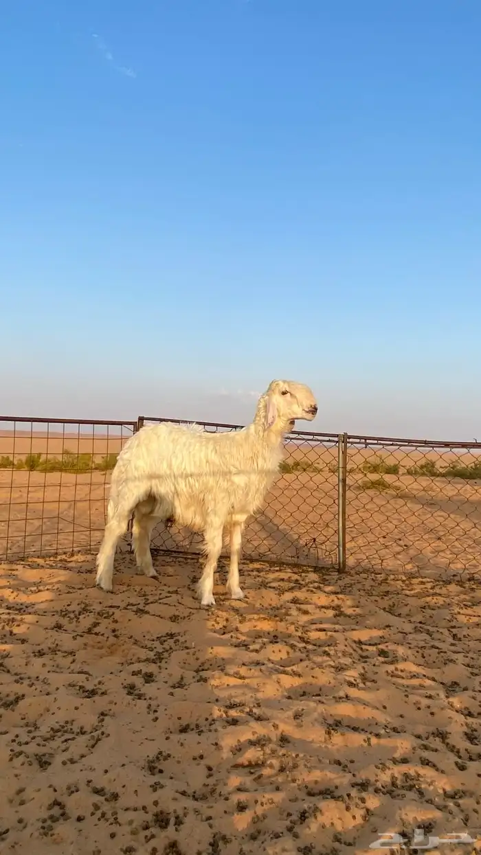 خاروف مشروع فحل العمر 8 شهور 1