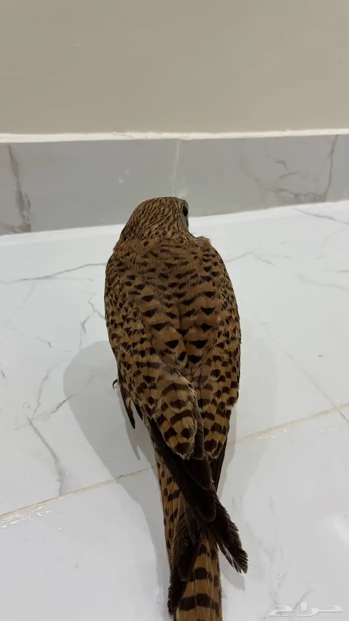 باشك او شبوط اليف 0