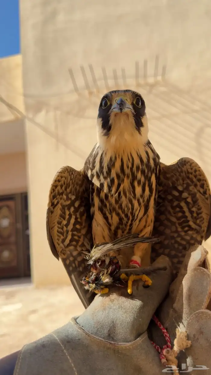 بكه ل البيع 0