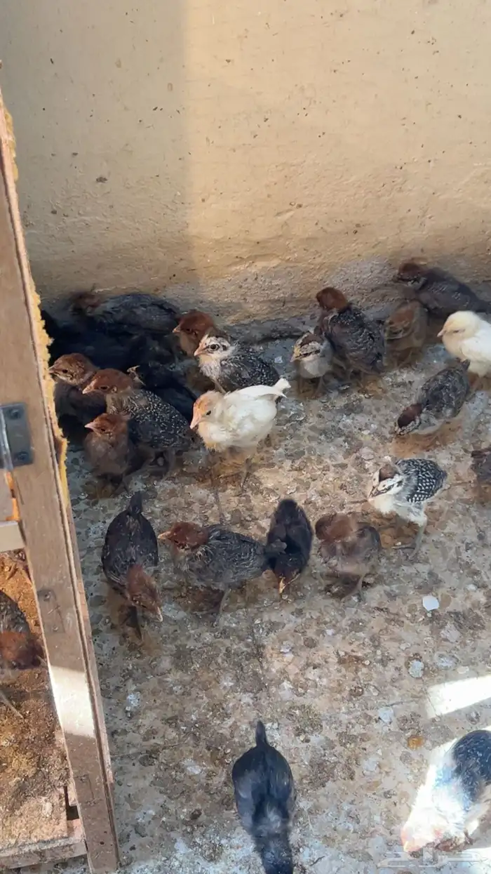 صيصان للبيع مشكل 1