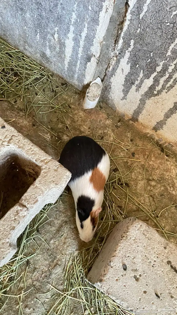 وبران بلدي و أمريكي 12