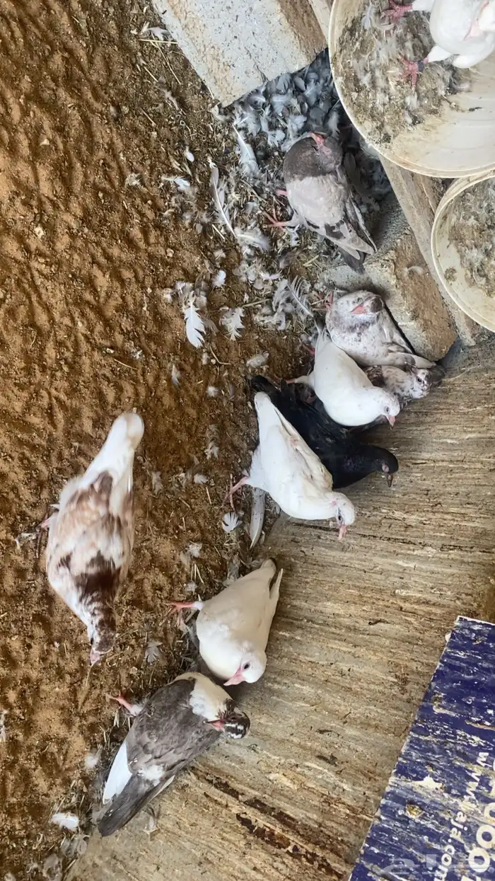 فراخة زاجل 16 جوز تقريبا التغذية مكعب ذرة حلبةقمح السعر 20 9