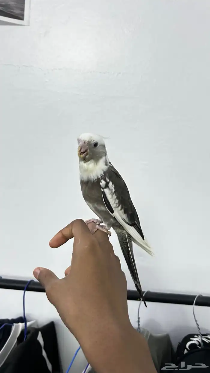 بغباء كراون للبيع 0