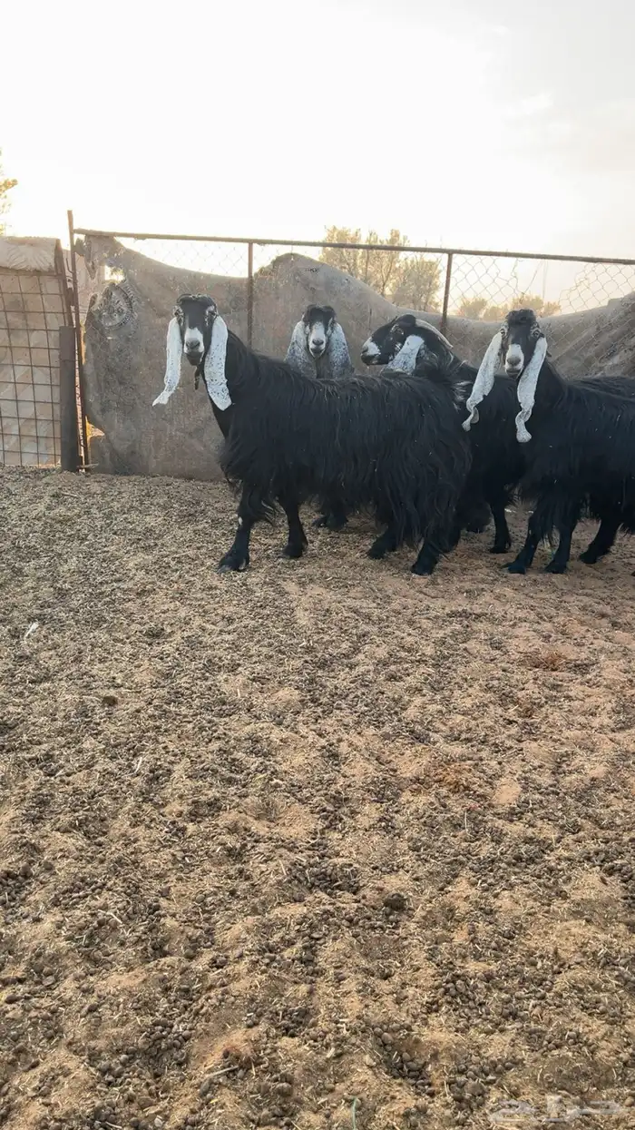 للبيع معزا 0