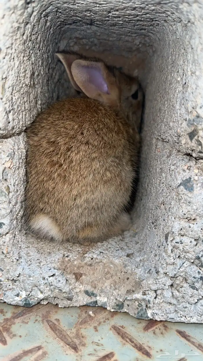 ارانب لي البيع 7