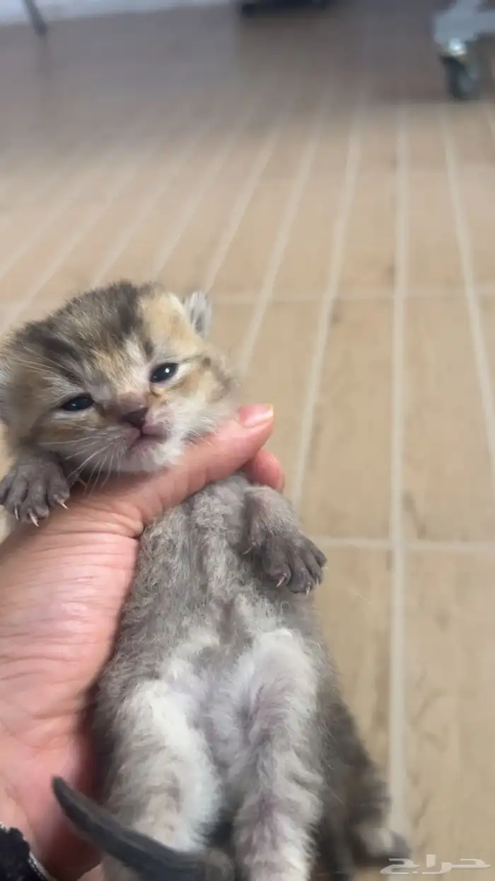 شكوتش كتن للبيع 1