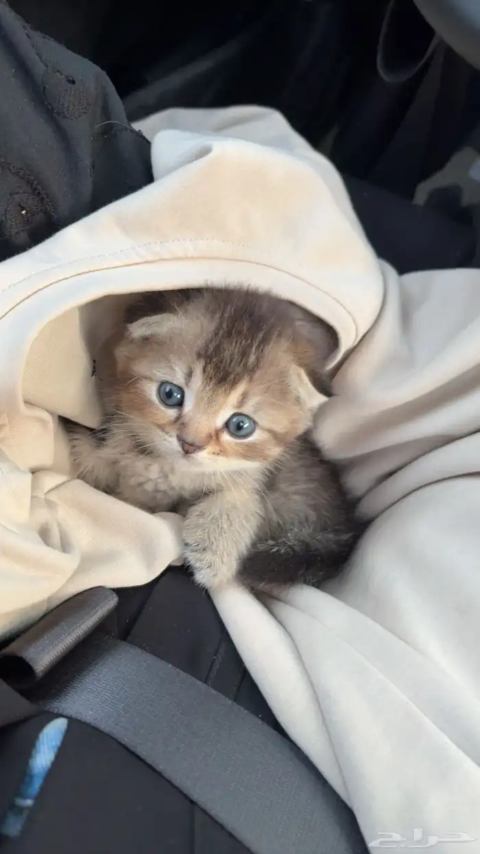 قطه سكواتش فولد 0