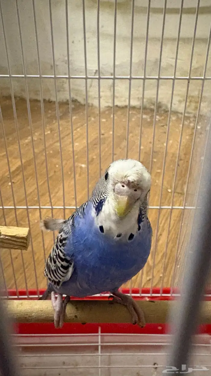 طيور بادجي 2