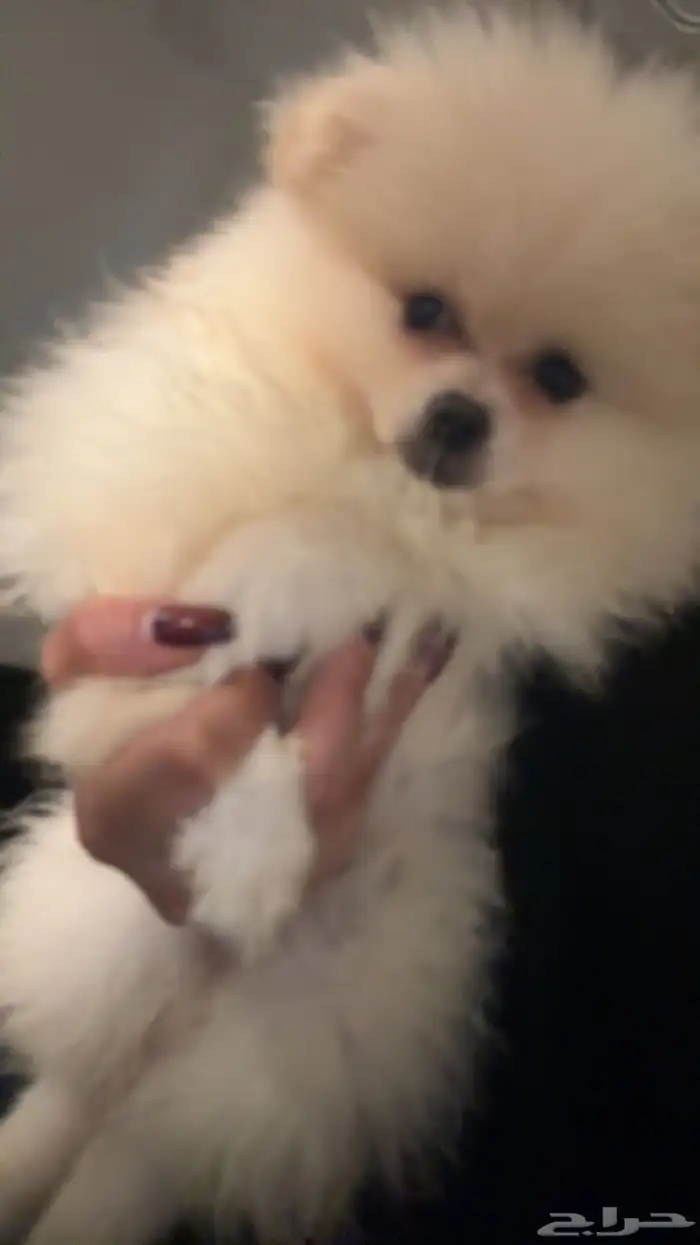 بومرينيان تيدي فيس 0