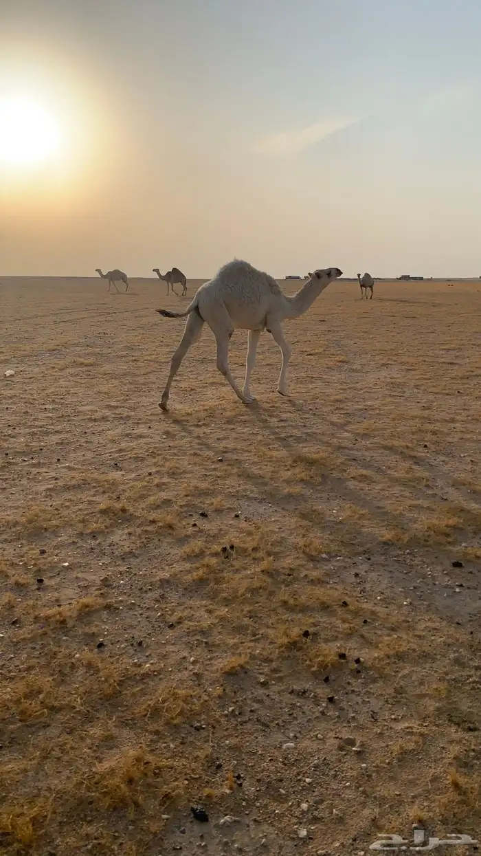 حفرالباطن القيصومة 4