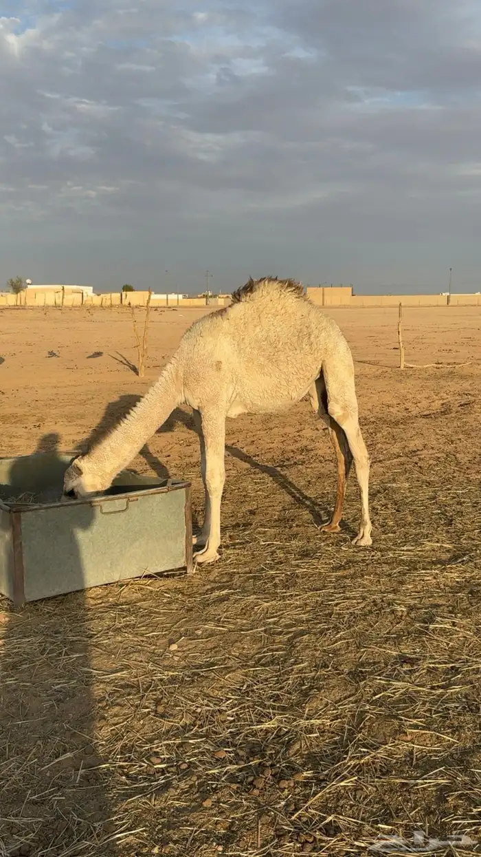 للبيع بكره حواره العمر 6شهور 0