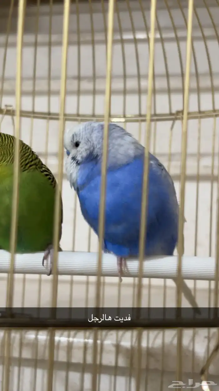 جوز بادجي للبيع 1