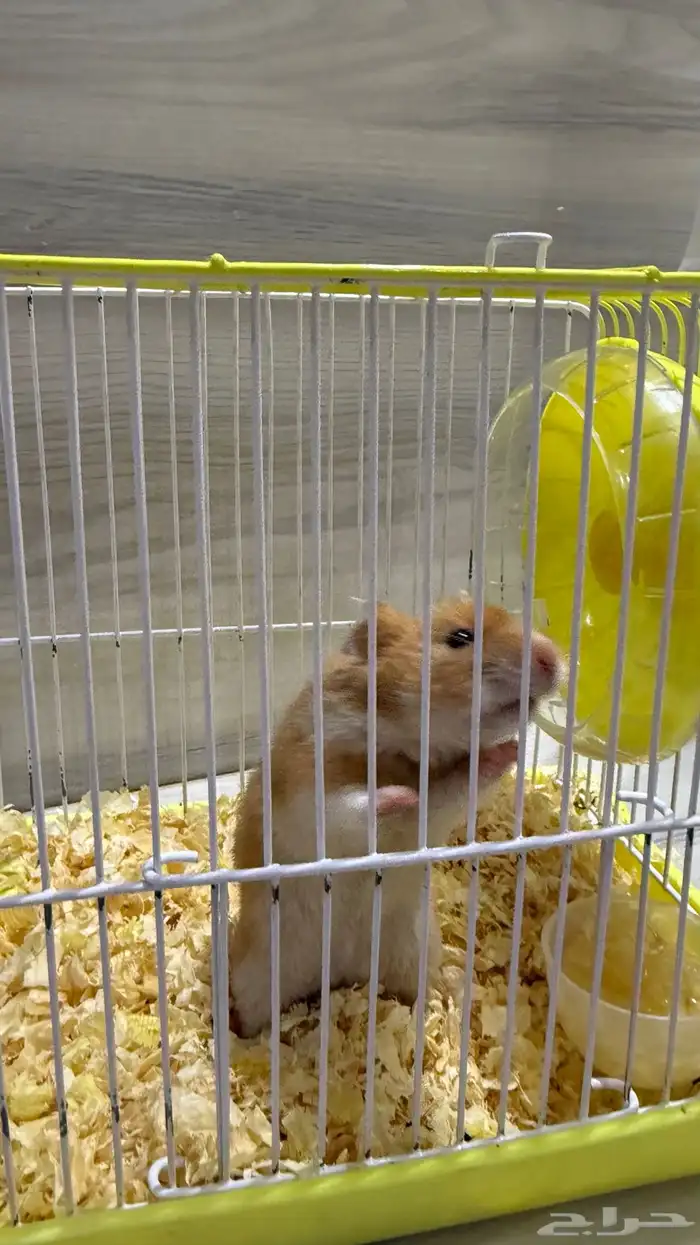 هامستر ذكر بعمر شهرين ونص 1