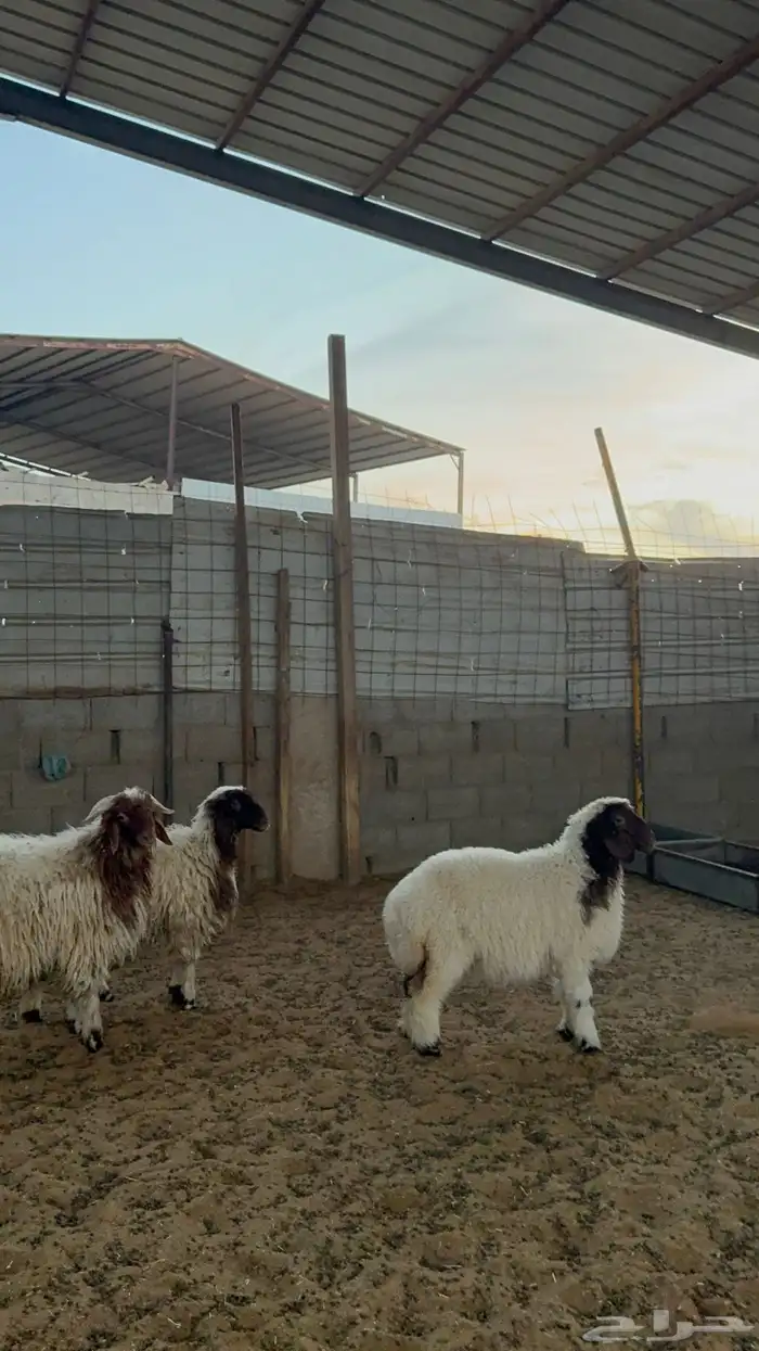 خرفان ورخال نعيم 3