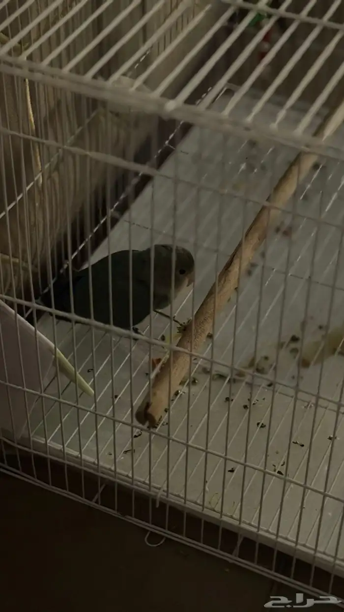 للبيع روز انثى اليفه 5