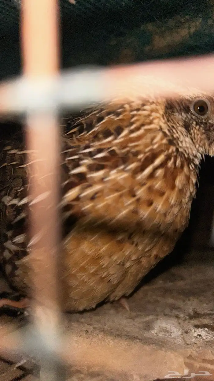 سمان للبيع مريعي 3