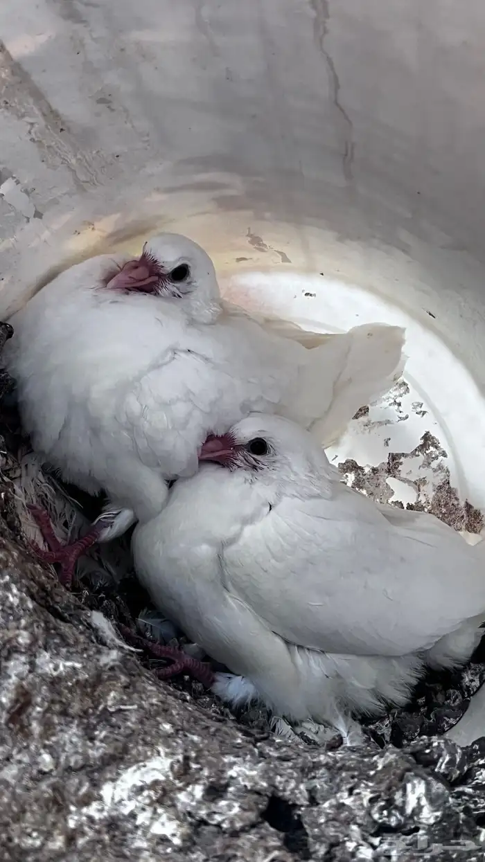 فروخ زغاليل 1