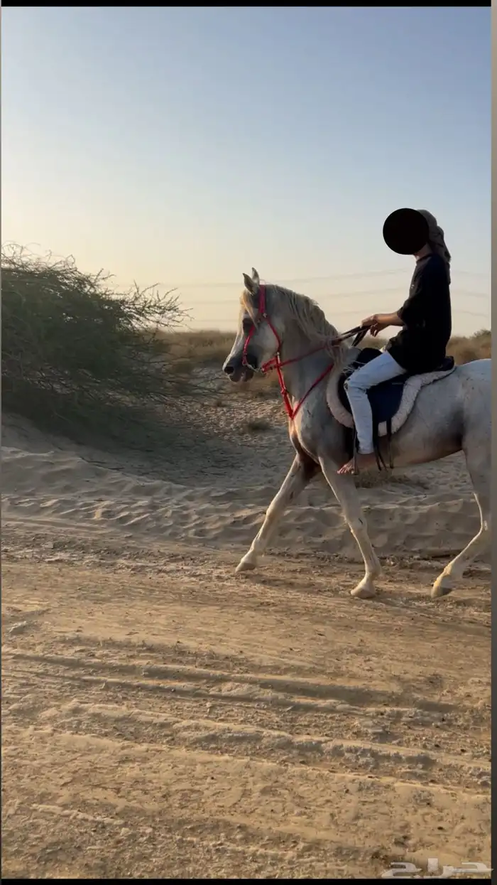 خيل عربي اصيل بأوراق للبيع لا يجي إلا الصامل فقط 0