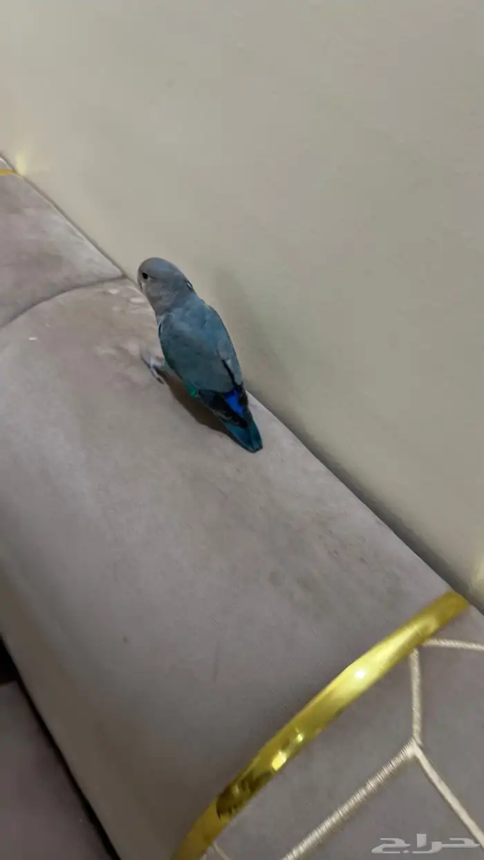 للبيع روز انثى اليفه 1