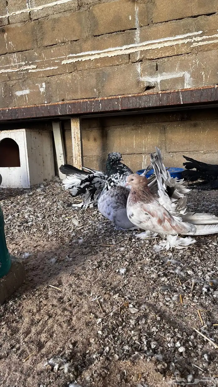 حمام أمريكي 1