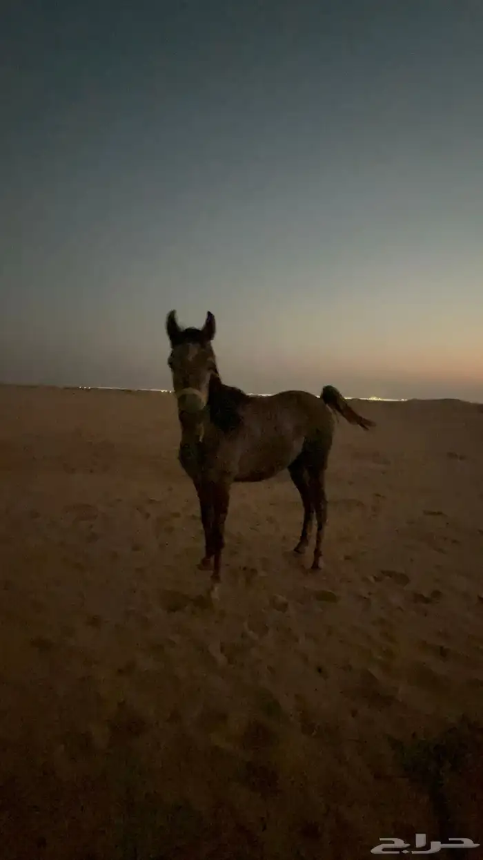 حصان شعبي معسوف هادي 1