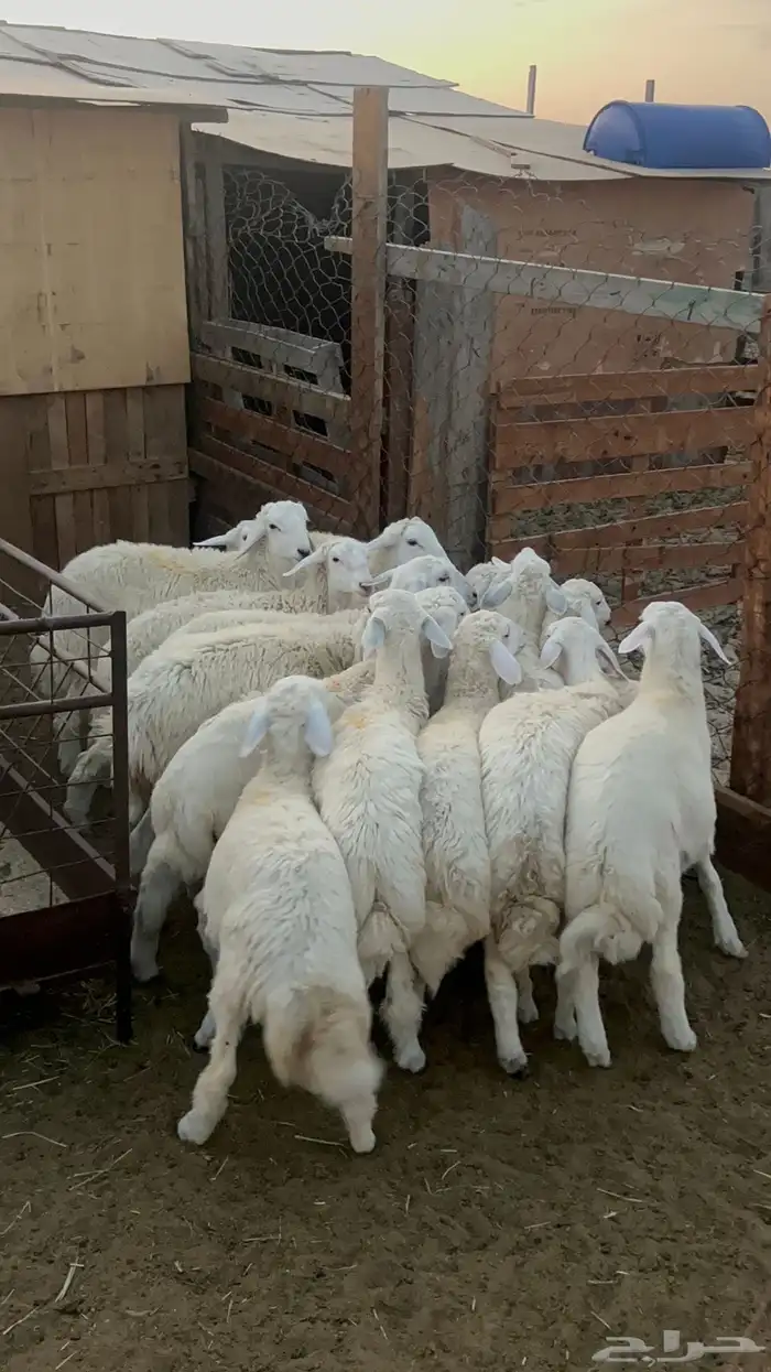 20 خروف ورخل 6