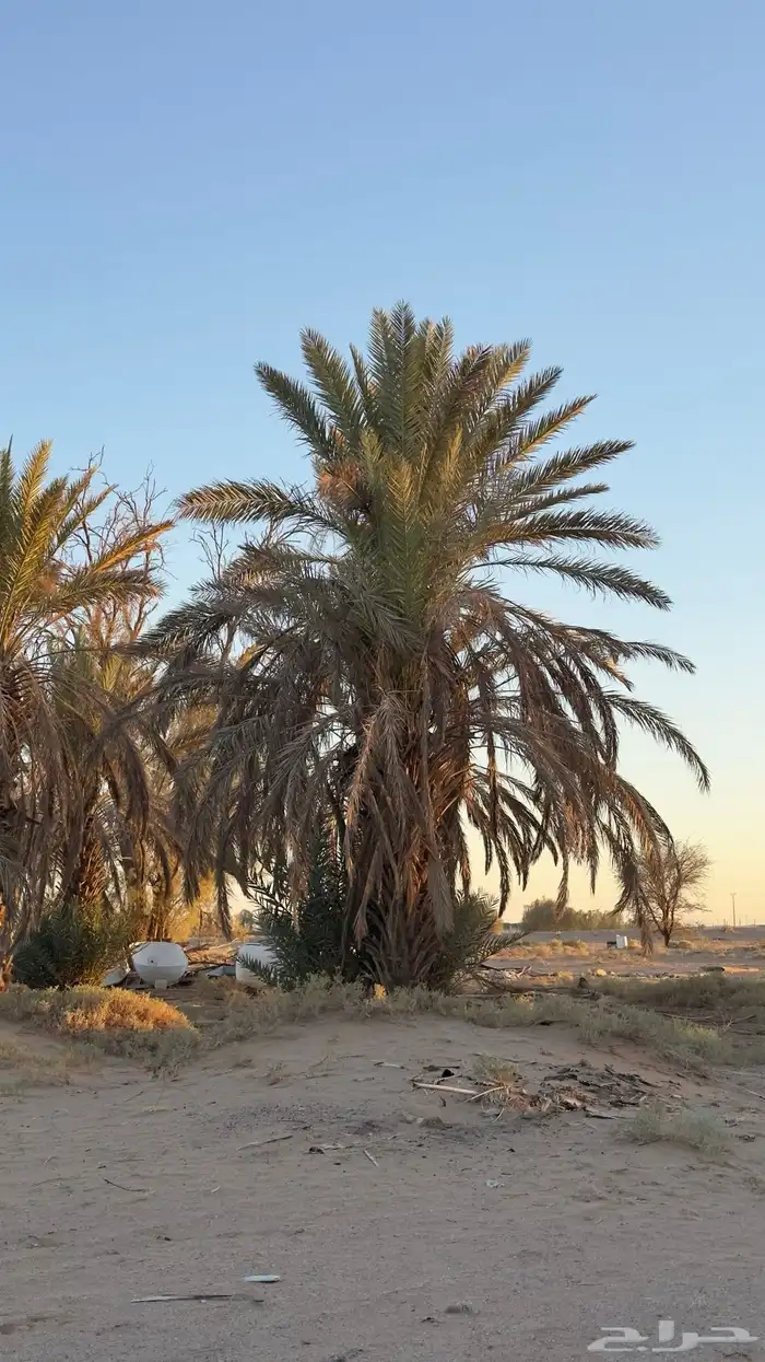 نخخل سلج خشرم صقعي متعدد للبيع سمح 2