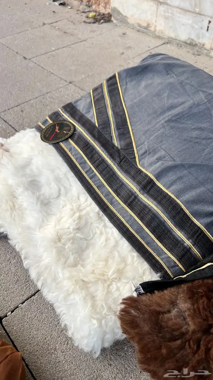 فراوي طفيلي وصديري طفيلي وارنب 3