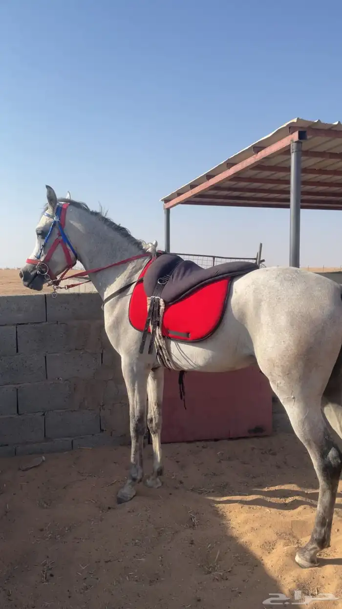 حصان واهو بوراق حفيد دبليو جستس 0