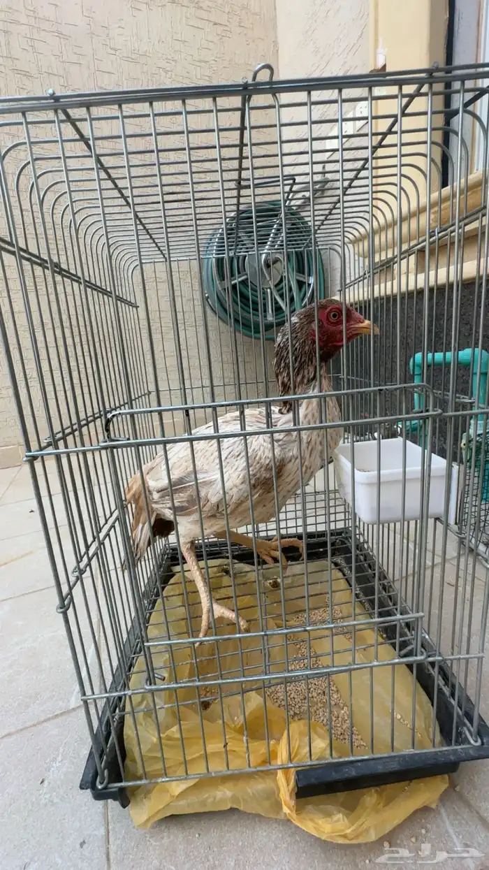 حمام سوري وعربي ودجاج باكستاني 1