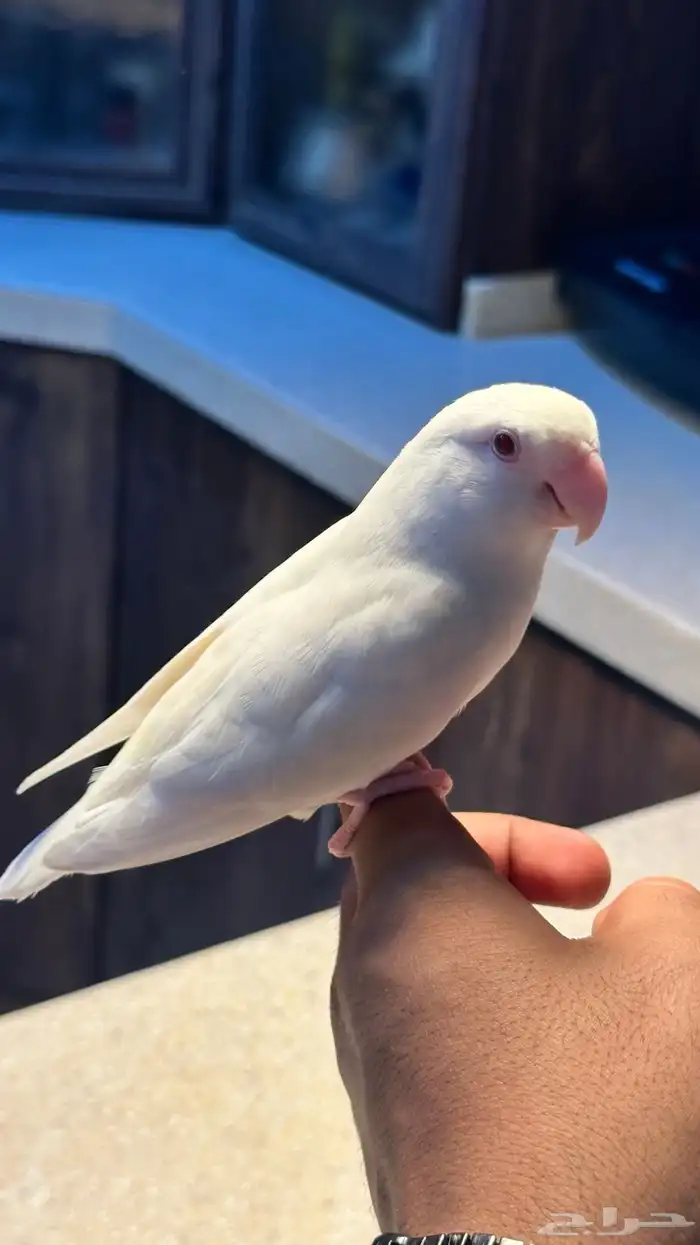 روز البينو مستوى ماشاءالله و بياضين 3