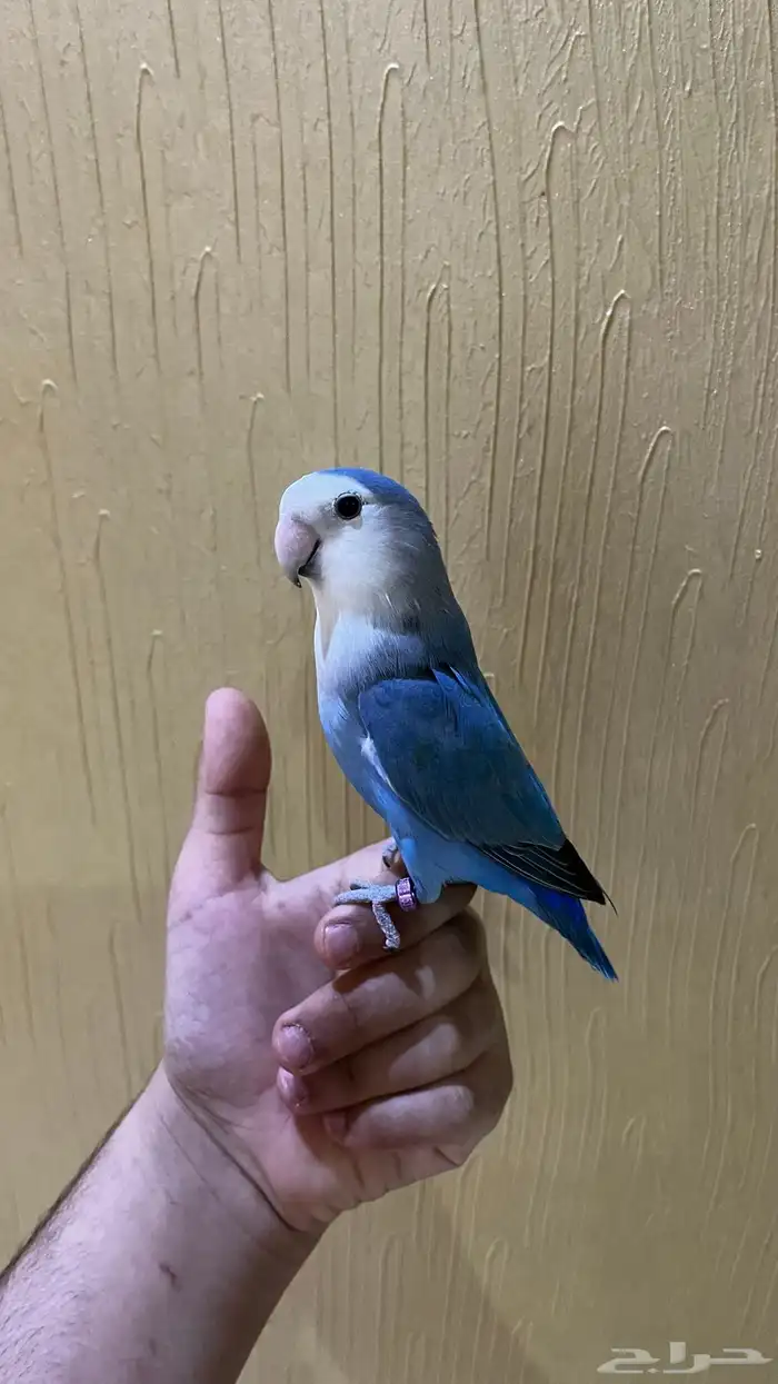 طير روز للبيع 2