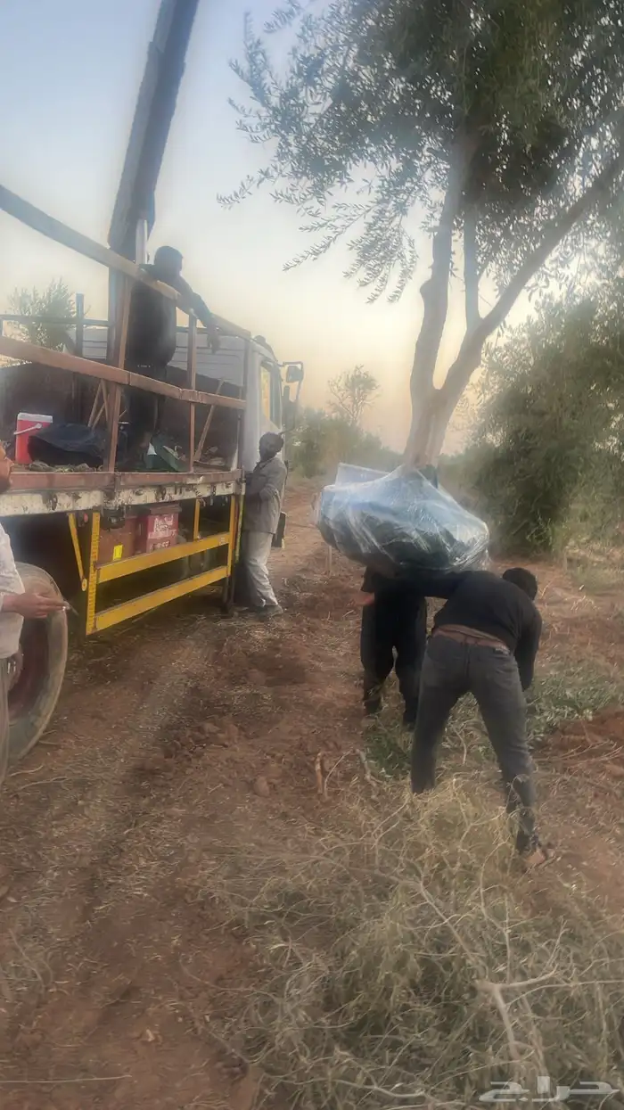 اشجار زيتون 0