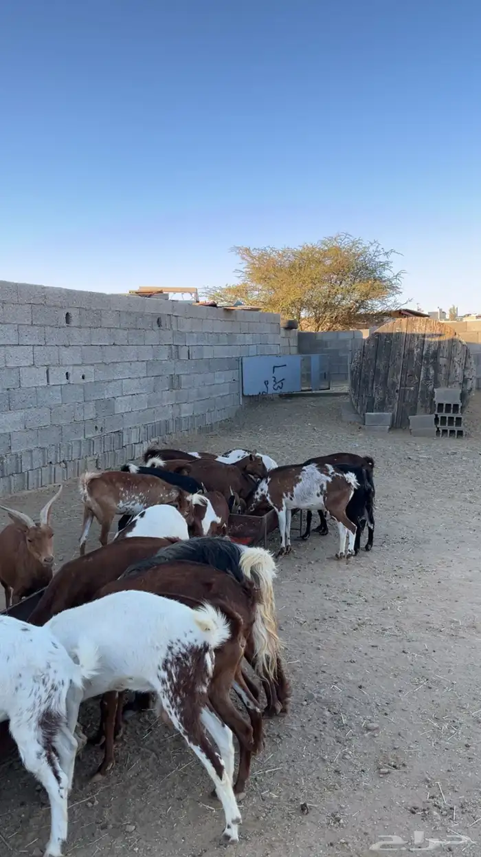 معزا ولد كفو 5