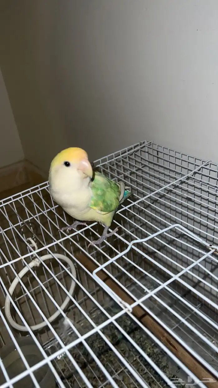 طير روز للبيع 2