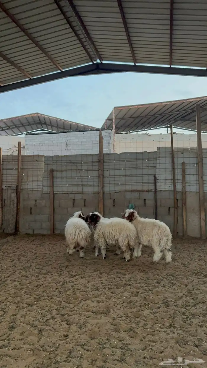 خرفان ورخال نعيم 4