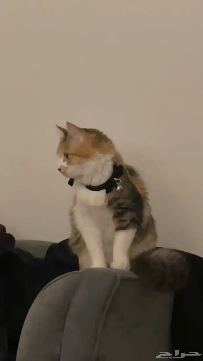 قطوه للتبني 1